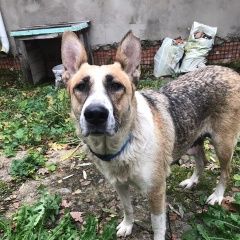 Подробнее об объявлении «Пропала собака.. Санкт-Петербург» Фото: пропала собака  «Пропала собака.. Санкт-Петербург» в г. Санкт-Петербург