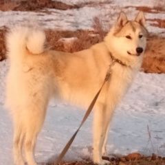 Подробнее об объявлении «Орск Пропала собака кобель западно сибирская лайка» Фото: пропала собака Западно-сибирская лайка «Орск Пропала собака кобель западно сибирская лайка» в г. Орск
