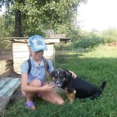 Подробнее об объявлении «Пропала собака кобель кличка барон Липецк» Фото: пропала собака  «Пропала собака кобель кличка барон Липецк» в г. Липецк