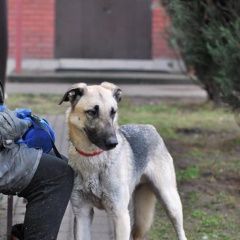 Подробнее об объявлении «Владивосток Пропала собака кобель» Фото: пропала собака  «Владивосток Пропала собака кобель» в г. Владивосток