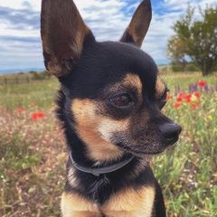 Подробнее об объявлении «Пропала собака кобель Симферополь» Фото: пропала собака Той-терьер «Пропала собака кобель Симферополь» в г. Симферополь