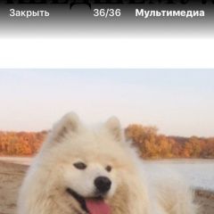 Подробнее об объявлении «Димитровград Пропала собака кобель» Фото: пропала собака  «Димитровград Пропала собака кобель» в г. Димитровград