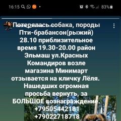 Подробнее об объявлении «Пропала собака пти-барбансон Екатеринбург» Фото: пропала собака Пти-брабансон «Пропала собака пти-барбансон Екатеринбург» в г. Екатеринбург