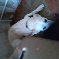 Подробнее об объявлении «Пропала собака Хабаровск» Фото: пропала собака Гончая «Пропала собака Хабаровск» в г. Хабаровск