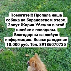 Подробнее об объявлении «Пропала собака кобель Сочи» Фото: пропала собака  «Пропала собака кобель Сочи» в г. Сочи