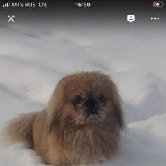 Подробнее об объявлении «Пропала собака Хабаровск» Фото: пропала собака Пекинес «Пропала собака Хабаровск» в г. Хабаровск