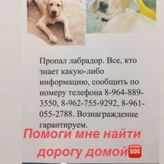 Подробнее об объявлении «Пропала собака Астрахань» Фото: пропала собака Лабрадор ретривер «Пропала собака Астрахань» в г. Астрахань