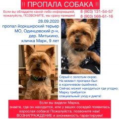 Подробнее об объявлении «Пропала собака кобель Краснознаменск (Московская обл.)» Фото: пропала собака  «Пропала собака кобель Краснознаменск...» в г. Краснознаменск (Московская обл.)