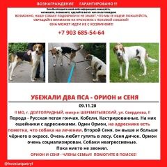 Подробнее об объявлении «Пропала собака кобель две гончии Долгопрудный» Фото: пропала собака Гончая «Пропала собака кобель две гончии Долгопрудный» в г. Долгопрудный