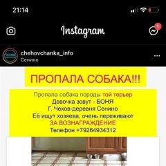Подробнее об объявлении «Пропала собака Чехов» Фото: пропала собака Той-терьер «Пропала собака Чехов» в г. Чехов