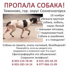 Подробнее об объявлении «Пропала собака кобель Солнечногорск» Фото: пропала собака  «Пропала собака кобель Солнечногорск» в г. Солнечногорск