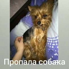 Подробнее об объявлении «Волгоград Пропала собака йоркширский терьер» Фото: пропала собака Йоркширский терьер «Волгоград Пропала собака йоркширский терьер» в г. Волгоград