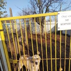 Подробнее об объявлении «Пенза Пропала собака помогите..» Фото: пропала собака Среднеазиатская овчарка «Пенза Пропала собака помогите..» в г. Пенза