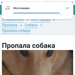 Подробнее об объявлении «Пропала собака помогите найти Солнечногорск» Фото: пропала собака  «Пропала собака помогите найти Солнечногорск» в г. Солнечногорск