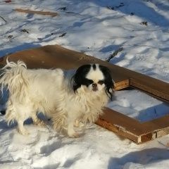 Подробнее об объявлении «Пропала собака Санкт-Петербург» Фото: пропала собака Японский хин «Пропала собака Санкт-Петербург» в г. Санкт-Петербург