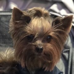 Подробнее об объявлении «Пропала собака кобель йоркширский терьер Адлер» Фото: пропала собака Йоркширский терьер «Пропала собака кобель йоркширский терьер Адлер» в г. Адлер