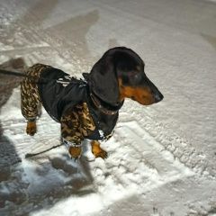 Подробнее об объявлении «Пропала собака кобель Хабаровск» Фото: пропала собака Такса «Пропала собака кобель Хабаровск» в г. Хабаровск