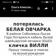Подробнее об объявлении «Пропала собака кобель член семьи. Сочи» Фото: пропала собака  «Пропала собака кобель член семьи. Сочи» в г. Сочи