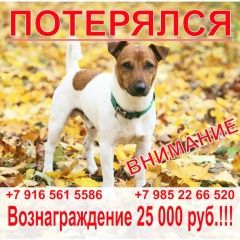 Подробнее об объявлении «Пропала собака кобель джек рассел, мальчик, 3 года Нарофоминск» Фото: пропала собака Джек рассел терьер «Пропала собака кобель джек рассел, мальчик, 3...» в г. Нарофоминск