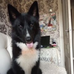 Подробнее об объявлении «Набережные Челны Пропала собака лайка» Фото: пропала собака  «Набережные Челны Пропала собака лайка» в г. Набережные Челны