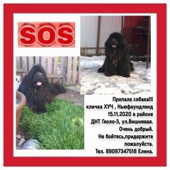 Подробнее об объявлении «Тюмень Пропала собака кобель помогите пожалуйста найти» Фото: пропала собака  «Тюмень Пропала собака кобель помогите...» в г. Тюмень