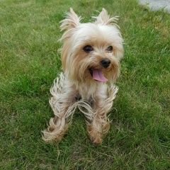 Подробнее об объявлении «Пропала собака Кемерово» Фото: пропала собака Йоркширский терьер «Пропала собака Кемерово» в г. Кемерово