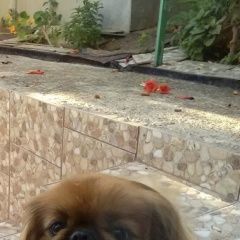 Подробнее об объявлении «Пропала собака, хутор николаенко Апшеронск» Фото: пропала собака Пекинес «Пропала собака, хутор николаенко Апшеронск» в г. Апшеронск