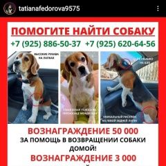 Подробнее об объявлении «Пропала собака бигль девочка. Москва» Фото: пропала собака Бигль «Пропала собака бигль девочка. Москва» в г. Москва