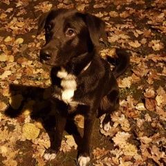 Подробнее об объявлении «Пропала собака кобель в районе гольяново, измайлово Москва» Фото: пропала собака  «Пропала собака кобель в районе гольяново,...» в г. Москва