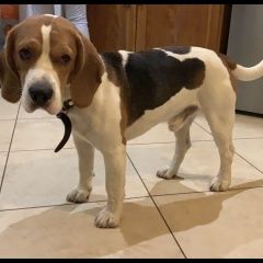 Подробнее об объявлении «Геленджик Пропала собака кобель» Фото: пропала собака Бигль «Геленджик Пропала собака кобель» в г. Геленджик