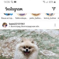 Подробнее об объявлении «Волгоград Пропала собака кобель» Фото: пропала собака Немецкий шпиц «Волгоград Пропала собака кобель» в г. Волгоград