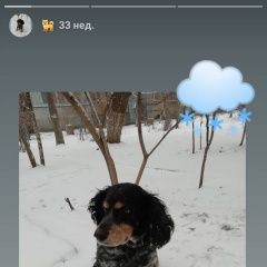 Подробнее об объявлении «Волжский (Волгоградская обл.) Пропала собака спаниель» Фото: пропала собака Русский охотничий спаниель «Волжский (Волгоградская обл.) Пропала собака...» в г. Волжский (Волгоградская обл.)
