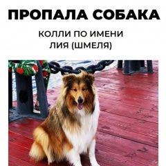Подробнее об объявлении «Пропала собака  породы колли Москва» Фото: пропала собака Колли «Пропала собака  породы колли Москва» в г. Москва