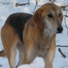 Подробнее об объявлении «Раевский Пропала собака русская гончая» Фото: пропала собака Гончая «Раевский Пропала собака русская гончая» в г. Раевский