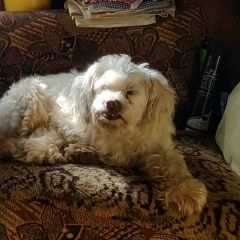 Подробнее об объявлении «Пропала собака кобель маленькая белая собака Москва» Фото: пропала собака  «Пропала собака кобель маленькая белая собака...» в г. Москва