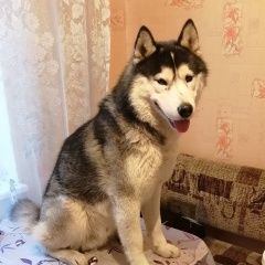 Подробнее об объявлении «Пропала собака кобель Нижний Новгород» Фото: пропала собака  «Пропала собака кобель Нижний Новгород» в г. Нижний Новгород