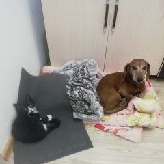 Подробнее об объявлении «Пропала собака кобель Санкт-Петербург» Фото: пропала собака Такса «Пропала собака кобель Санкт-Петербург» в г. Санкт-Петербург