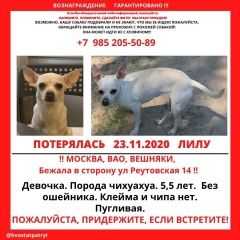 Подробнее об объявлении «Пропала собака чихуахуа Москва» Фото: пропала собака Чихуахуа «Пропала собака чихуахуа Москва» в г. Москва