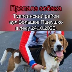 Подробнее об объявлении «Туапсе Пропала собака кобель» Фото: пропала собака Бигль «Туапсе Пропала собака кобель» в г. Туапсе