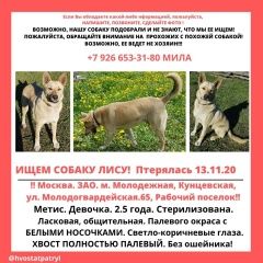 Подробнее об объявлении «Пропала собака лиса Москва» Фото: пропала собака  «Пропала собака лиса Москва» в г. Москва