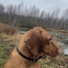 Подробнее об объявлении «Пропала собака Зеленоград» Фото: пропала собака Венгерская выжла «Пропала собака Зеленоград» в г. Зеленоград