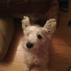 Подробнее об объявлении «Пропала собака кобель Троицк» Фото: пропала собака Вест хайленд уайт терьер «Пропала собака кобель Троицк» в г. Троицк