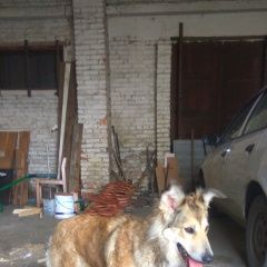 Подробнее об объявлении «Пропала собака рыжая Хабаровск» Фото: пропала собака  «Пропала собака рыжая Хабаровск» в г. Хабаровск