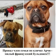 Подробнее об объявлении «Шахты Пропала собака кобель, район гидропривод» Фото: пропала собака Французский бульдог «Шахты Пропала собака кобель, район гидропривод» в г. Шахты