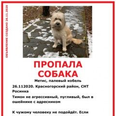 Подробнее об объявлении «Пропала собака кобель Красногорск» Фото: пропала собака  «Пропала собака кобель Красногорск» в г. Красногорск