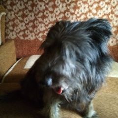 Подробнее об объявлении «Навашино Пропала собака кобель» Фото: пропала собака  «Навашино Пропала собака кобель» в г. Навашино