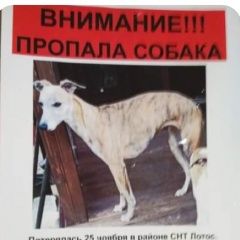 Подробнее об объявлении «Пропала собака Солнечногорск» Фото: пропала собака Уиппет «Пропала собака Солнечногорск» в г. Солнечногорск