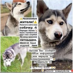 Подробнее об объявлении «Пропала собака Уфа» Фото: пропала собака Сибирская хаски «Пропала собака Уфа» в г. Уфа