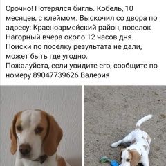 Подробнее об объявлении «Волгоград Пропала собака кобель срочно помогите найти» Фото: пропала собака Бигль «Волгоград Пропала собака кобель срочно помогите...» в г. Волгоград