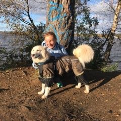 Подробнее об объявлении «Пропала собака метис самоеда и хаски Санкт-Петербург» Фото: пропала собака  «Пропала собака метис самоеда и хаски...» в г. Санкт-Петербург